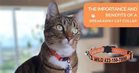 2024 The Importance of a Breakaway Cat Collar-marketplaceplus.shop