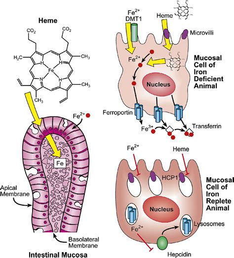 The Intestinal Heme Transporter Revealed: Cell