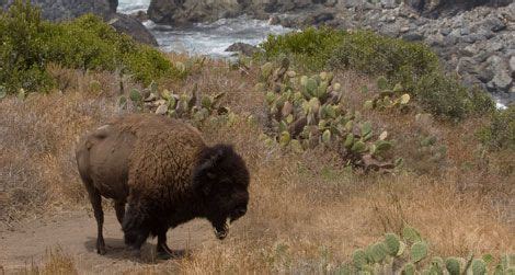 The Isle Where Buffalo Roam Science Smithsonian …