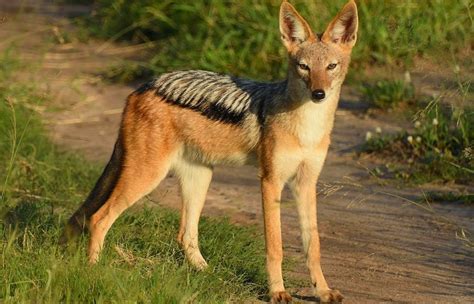 Read The Jackals