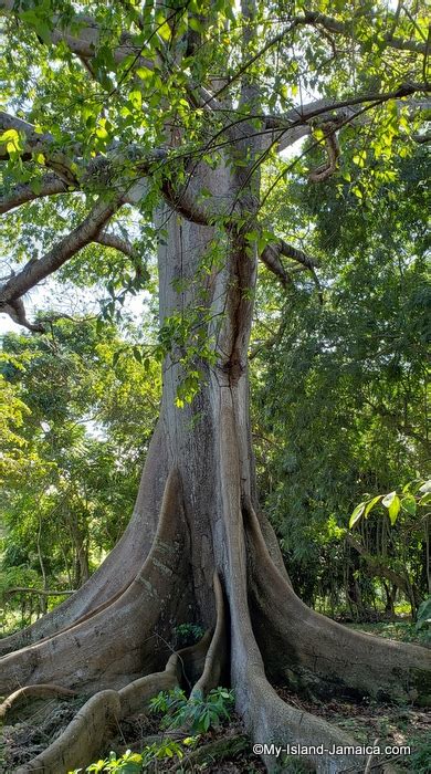 The Jamaican Cotton Tree Its Mystique and Wonder Explored !