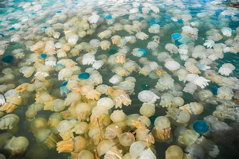 Read The Jellyfish Problem