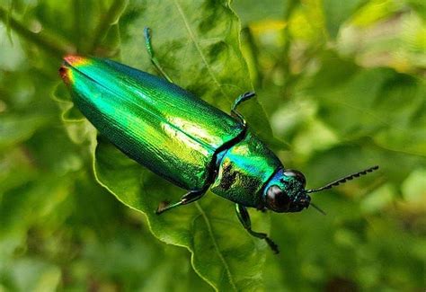 The Jewel Beetle (Hylaeogena jureceki); a new biocontrol for cat’s claw …