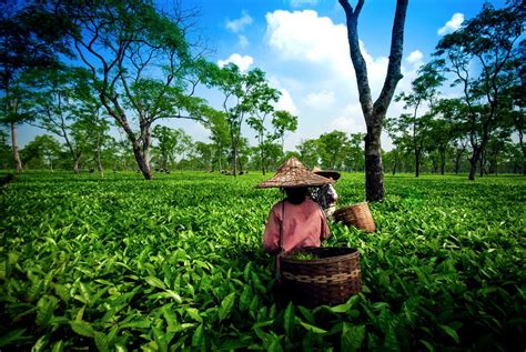 The Journey of Our Assam Tea... – Jeeves & Jericho