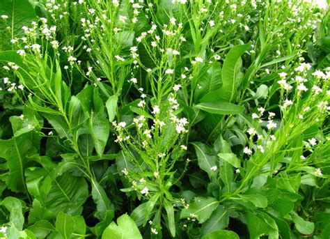 The Joy of Growing Horseradish (It’s Great With Almost Anything!)