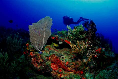 The Kyalami Scuba Club (West Palm Beach) - Lo que se debe …