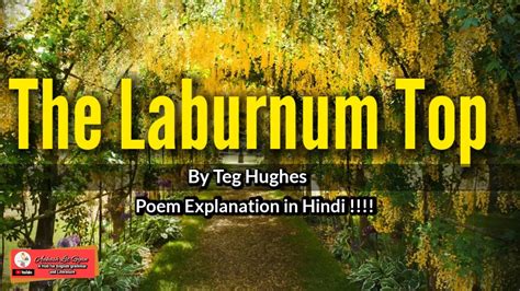 The Laburnum Top Summary In Hindi - PoemGyan