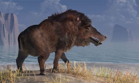 The Largest Prehistoric “Pig” Was Taller Than a Horse