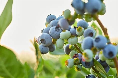 The Last Call Blueberry - Minneopa Orchards