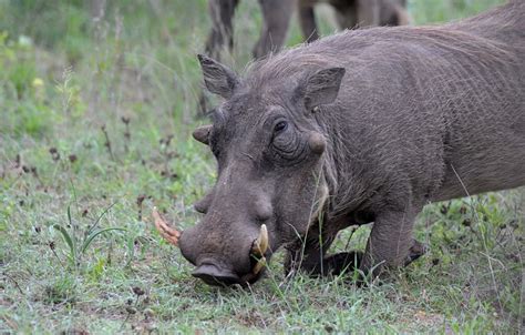 The Latest Threat? --You Guessed It, Canadian Superpigs