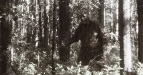 The Legend Of Sasquatch In 8 Bigfoot Sightings Too Unnerving To …