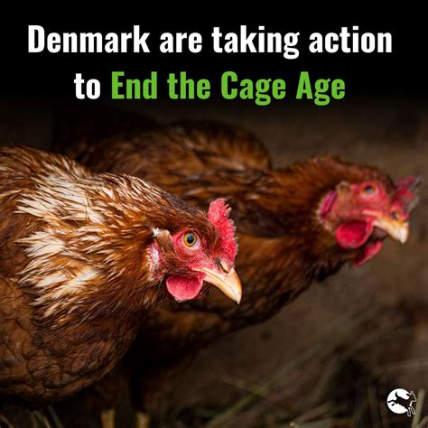 The Life of: Laying hens - Compassion in World Farming