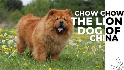 The Lion Dog of China: A Cultural Gem