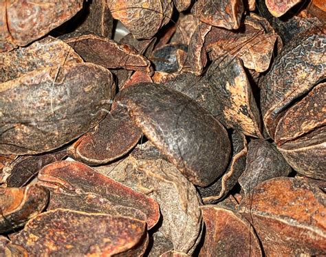 The Lobes Of Kola Nuts And What They Symbolize Among The …