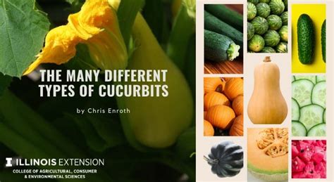 The Many Different Types of Cucurbits Illinois Extension UIUC