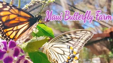 The Maui Butterfly Farm Tour! - expedia.ca