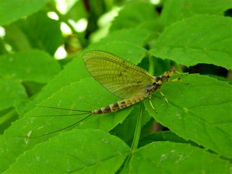 The Mayfly - Fulling Mill Blog