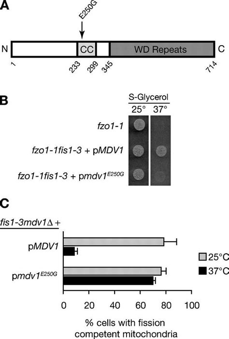 The Mdv1E250Gp mutation suppresses the temperature-sensitive Fis1 …