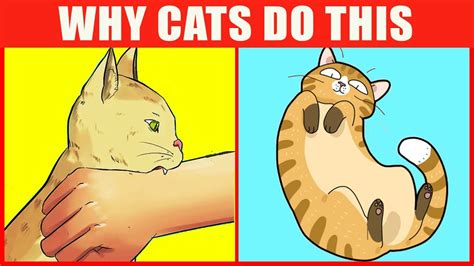 The Meaning Behind 14 Strangest Cat Behaviors Jaw-Dropping Facts …