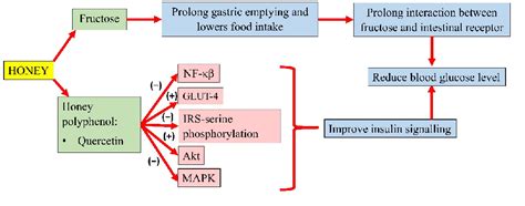 The Mechanism of Honey in Reversing Metabolic Syndrome