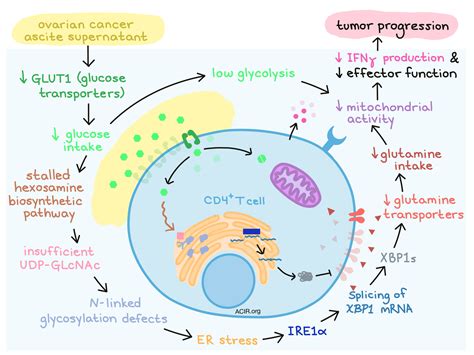 The Metabolism of Carcinoma Cells