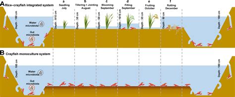 The Microbiome Structure of a Rice-Crayfish Integrated Breeding …