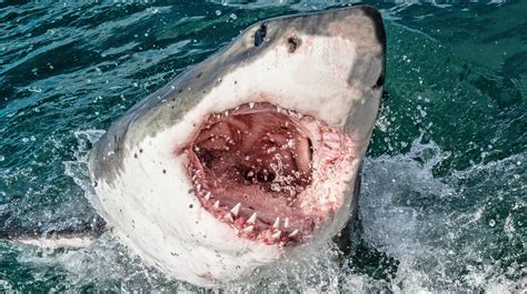 The Most Dangerous Sharks In The World - Grunge.com