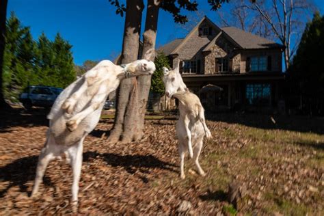 The Most Famous Goats in Buckhead - Buckhead