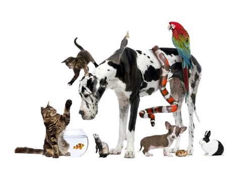 The Most Popular Pets in the World Cats.com