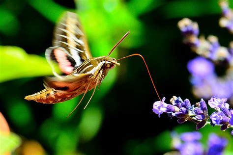 The Moth-Off: Readers post their own photos of giant, hummingbird-like moths