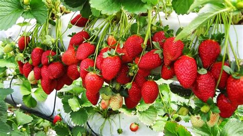 The Motion of Strawberry Leaves in an Air-Assisted Spray