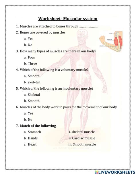 The Muscular System Worksheet Answers worksheet