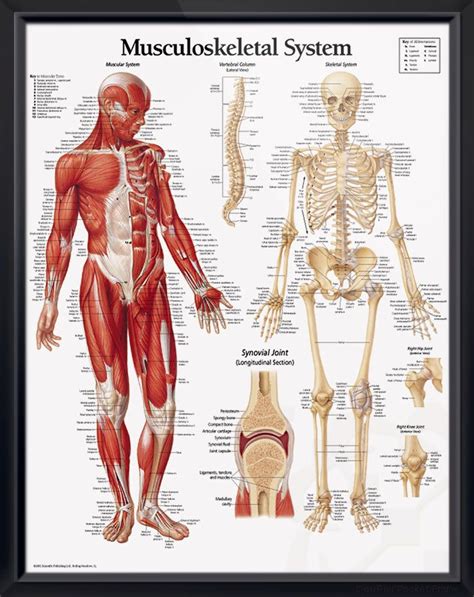 The Musculoskeletal System
