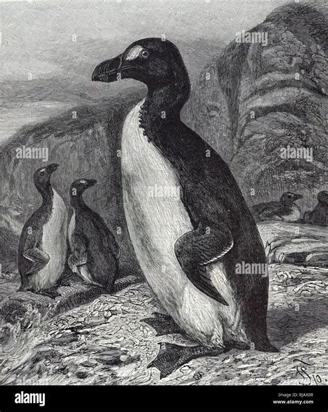 The Nat Flightless auk