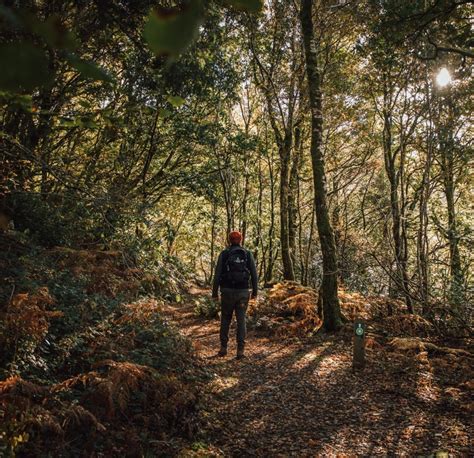 The National Forest for Wales Wales.com