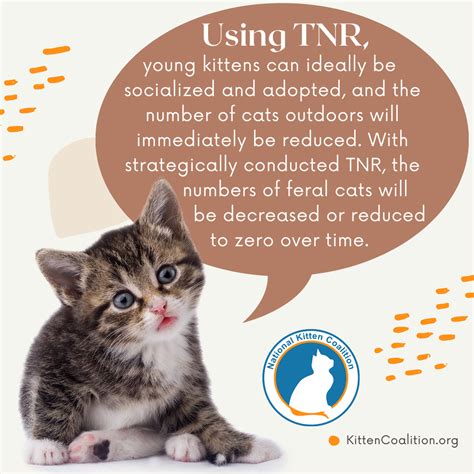 The National Kitten Coalition - GuideStar Profile