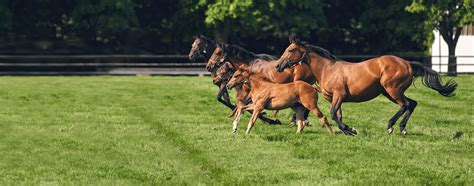 The National Stud Wiki - Everipedia