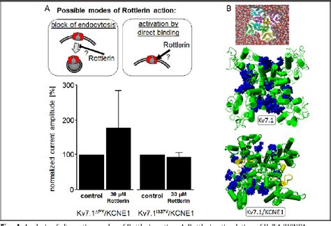 The Natural Plant Product Rottlerin Activates Kv7.1/KCNE1 …