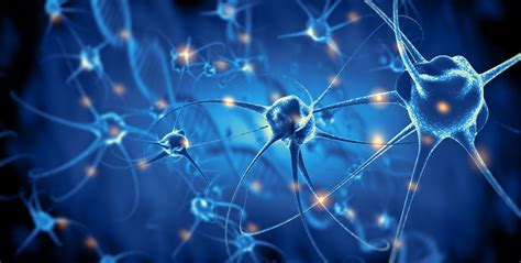 The Neural Control Of Behavior