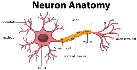 The Neuron