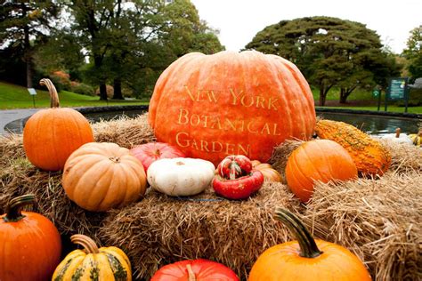 The New York Botanical Garden has the largest pumpkins in the …