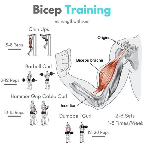 The No Curl Biceps Program Part 2
