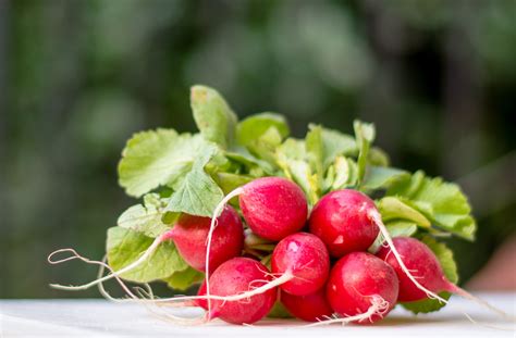 The Number Of Radishes Per Plant – Thoroughly Nourished Life