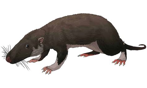 The Oldest Mammals Ever Found - AZ Animals