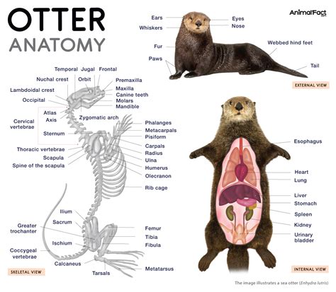 The Otter Body Type