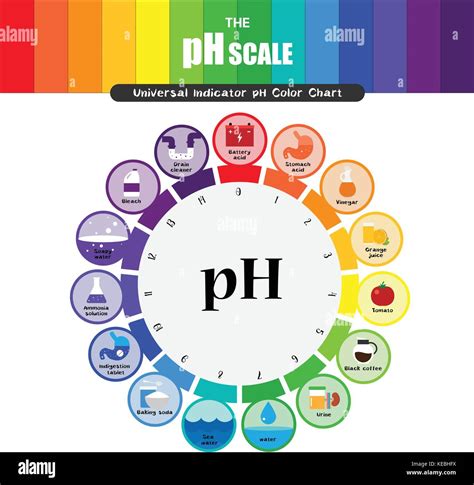 The PH Scale Universal Indicator PH Color Chart Diagram Stock Vector