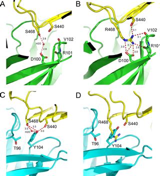 The Panitumumab EGFR Complex Reveals a Binding …