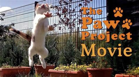 The Paw Project official - YouTube