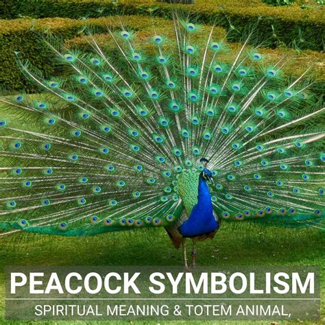 The Peacock Symbolism - A Guide To A Fascinating Spiritual Bird