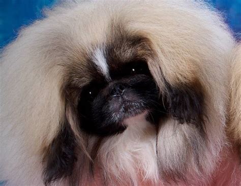 The Pekingese Club of America - Avaleht